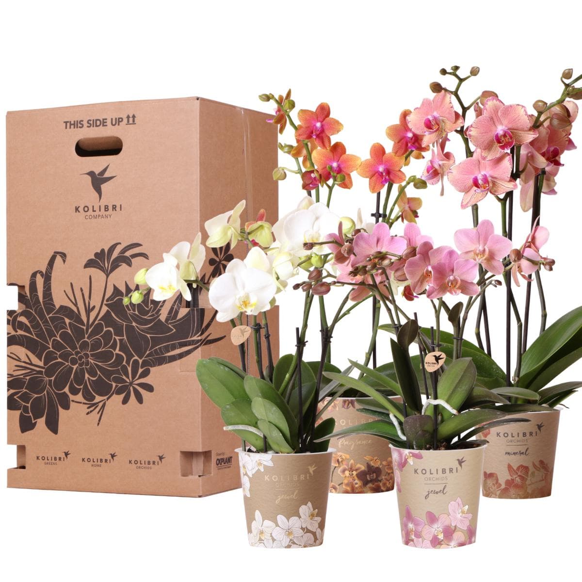 Kolibri Orchids Überraschungsbox Mix | 4 verschiedene Orchideen Orchidaceae Schmetterlingsorchidee 12cm | Zimmerpflanzen Pflanzen Vorteilsbox - grüne-wurzel