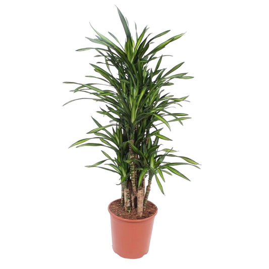 Dracaena Riki - 140 cm - Ø30 cm - Zimmerpflanze - XXL Zimmerpflanzen - Drachenbaum