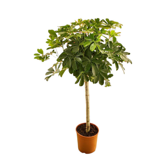 Schefflera auf Stamm - Zimmerpflanze