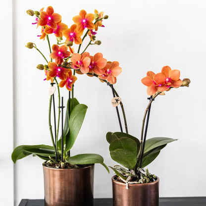 Kolibri Orchids | 2 duftende orangefarbene Phalaenopsis Orchideen Orchidaceae | Zimmerpflanze Ø12cm | Schmetterlingsorchidee blühend Rot Orange Lila - grüne-wurzel