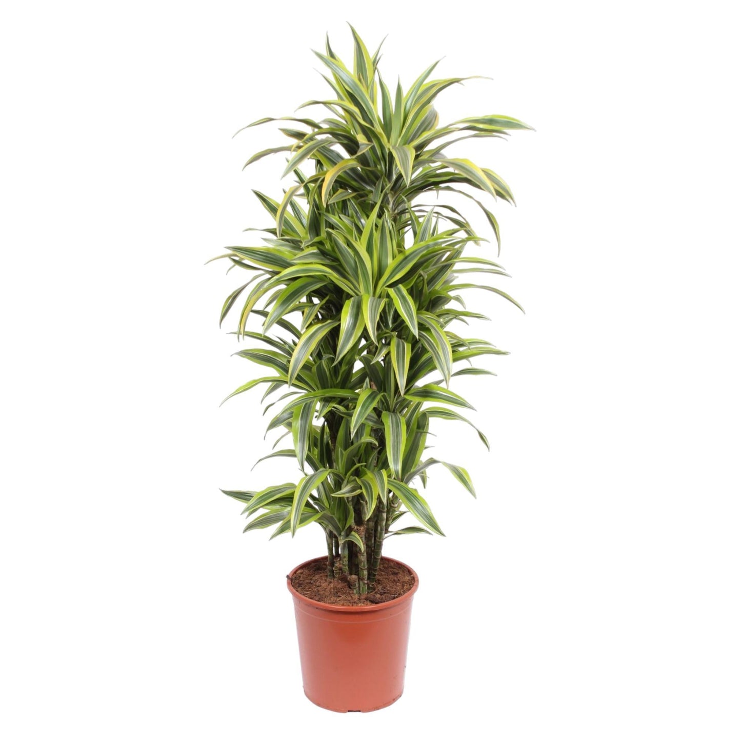 Dracaena Lemon Lime XL - dracaena deremensis - Zimmerpflanze - Drachenbaum - 150 cm - Ø30 cm - grüne-wurzel