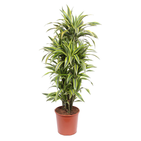 Dracaena Lemon Lime XL - dracaena deremensis - Zimmerpflanze - Drachenbaum - 150 cm - Ø30 cm - grüne-wurzel