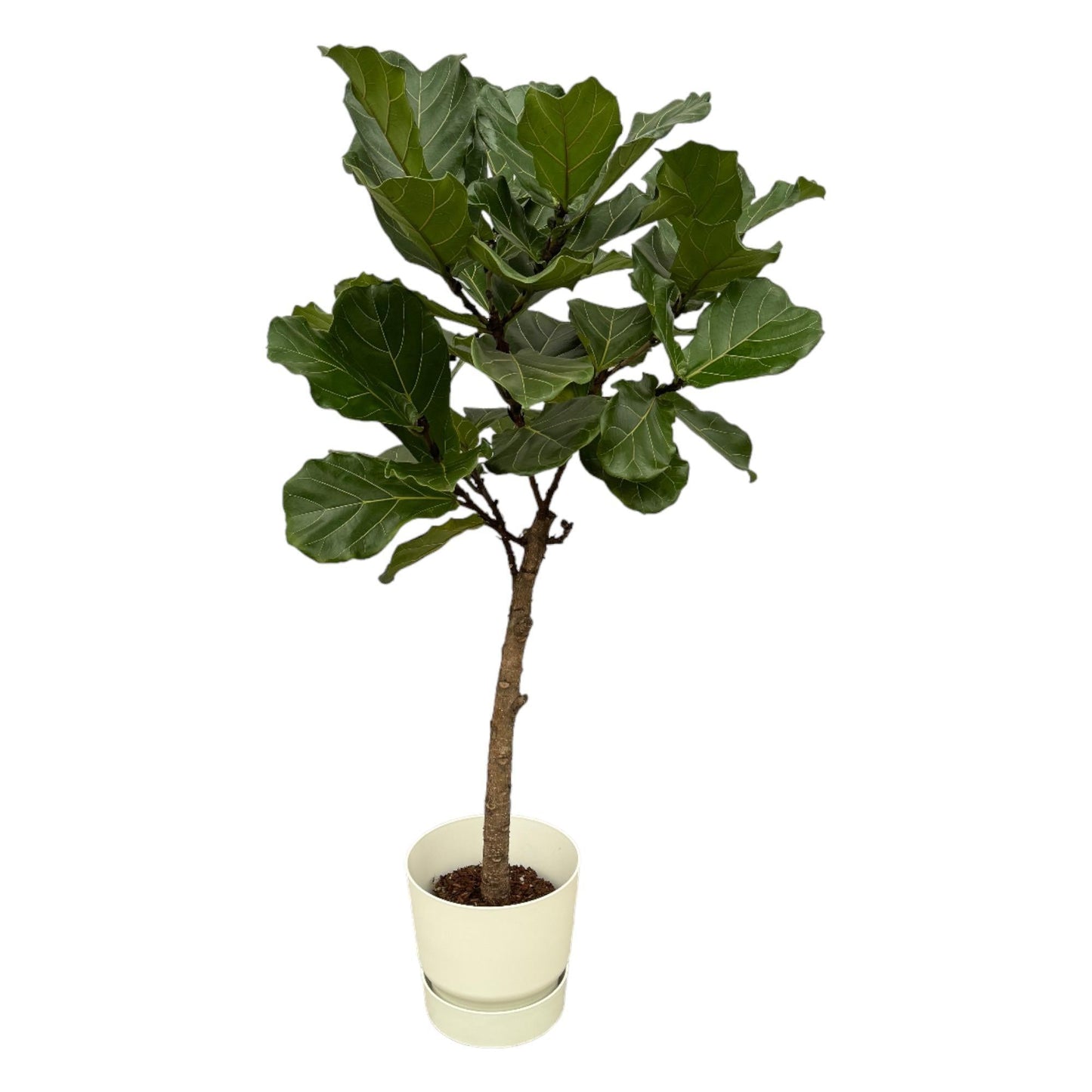 Ficus Lyrata Stamm mit Elho Topf in verschiedenen Farben - 160cm - Ø30cm - Zimmerpflanze -große Zimmerpflanzen - Geigenfeige