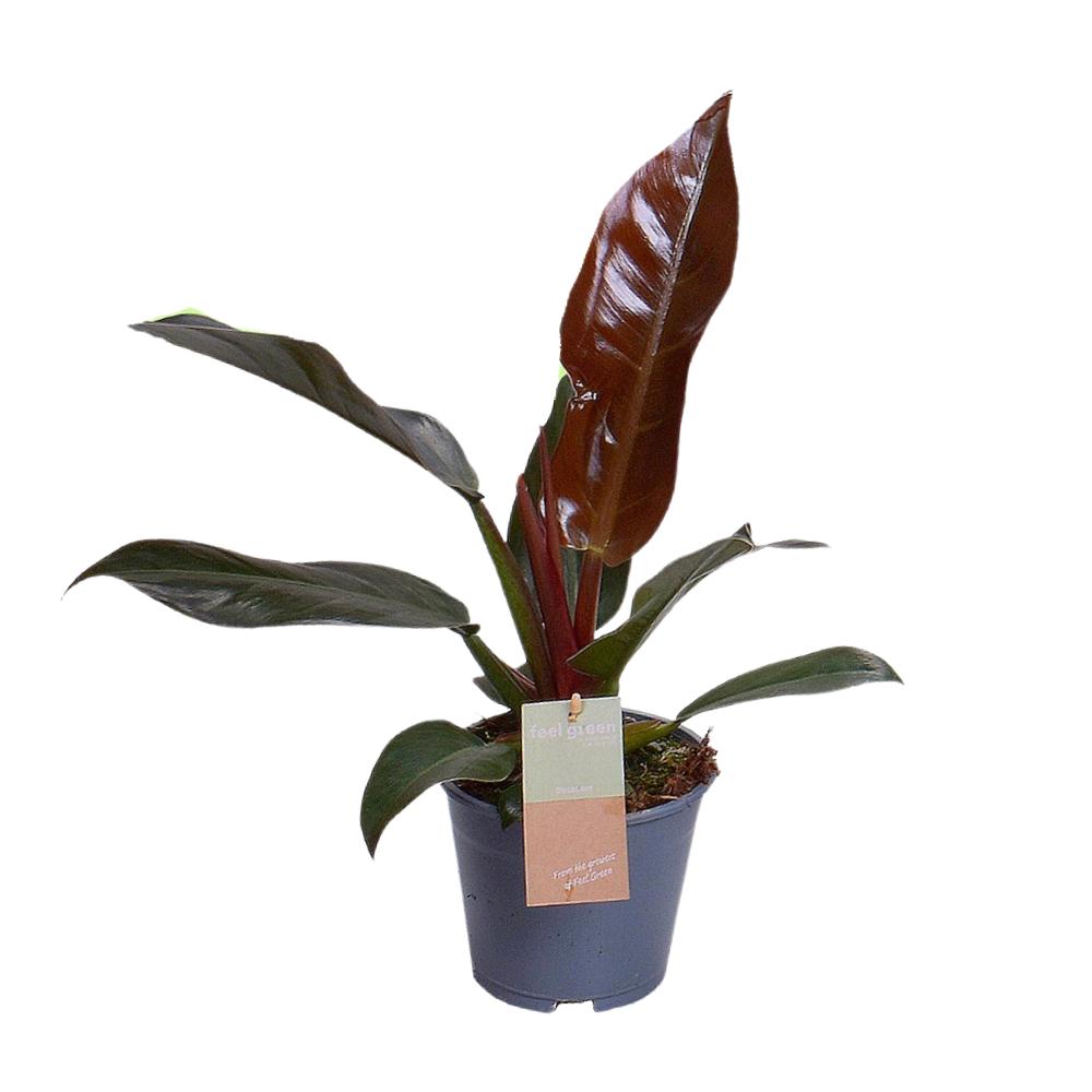 Philodendron Imperial Red - Philodendron erubescens - Zimmerpflanze - Ø14cm - Höhe 35cm - grüne-wurzel