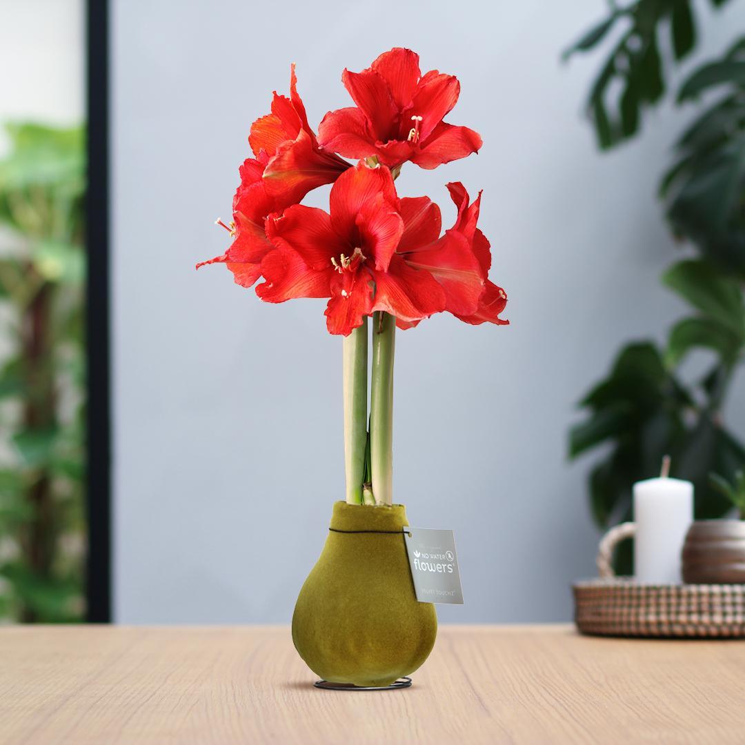 Amaryllis rote No Water Blume Samt Stil Pflegeleichte Zimmerpflanze 8 Farben Blühend - weiß und rot