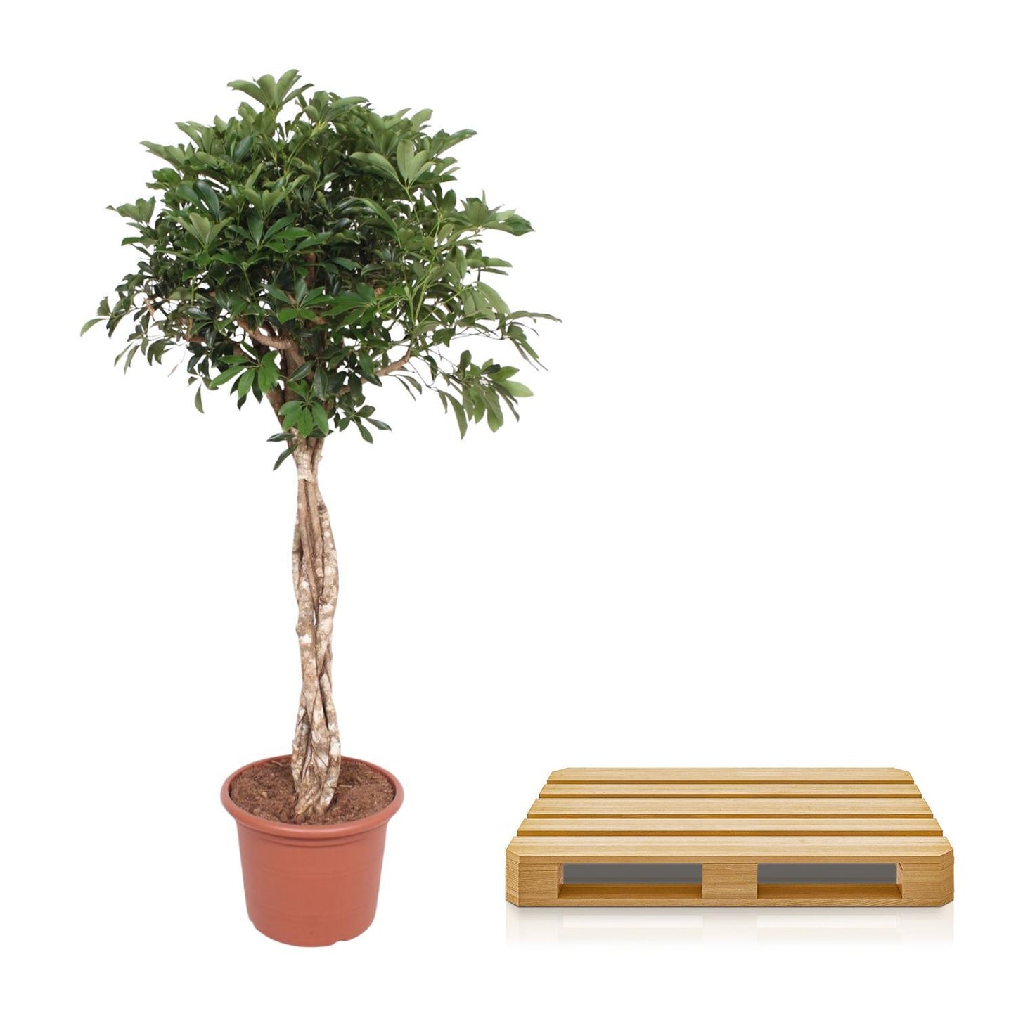 Schefflera Arboricola Compacta geflochtener Stamm – 180 cm ø45 – XXL Zimmerpflanzen – Zimmerpflanze groß – Strahlenaralie - Zwergschirmbaum