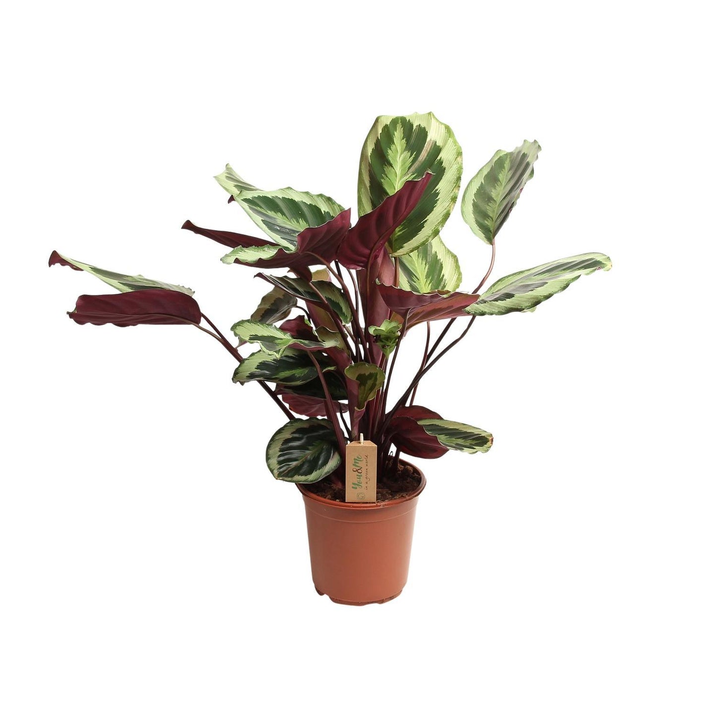 Calathea Marion - Ø21cm - Höhe 55cm - Zimmerpflanze - Marantengewächs - grüne-wurzel