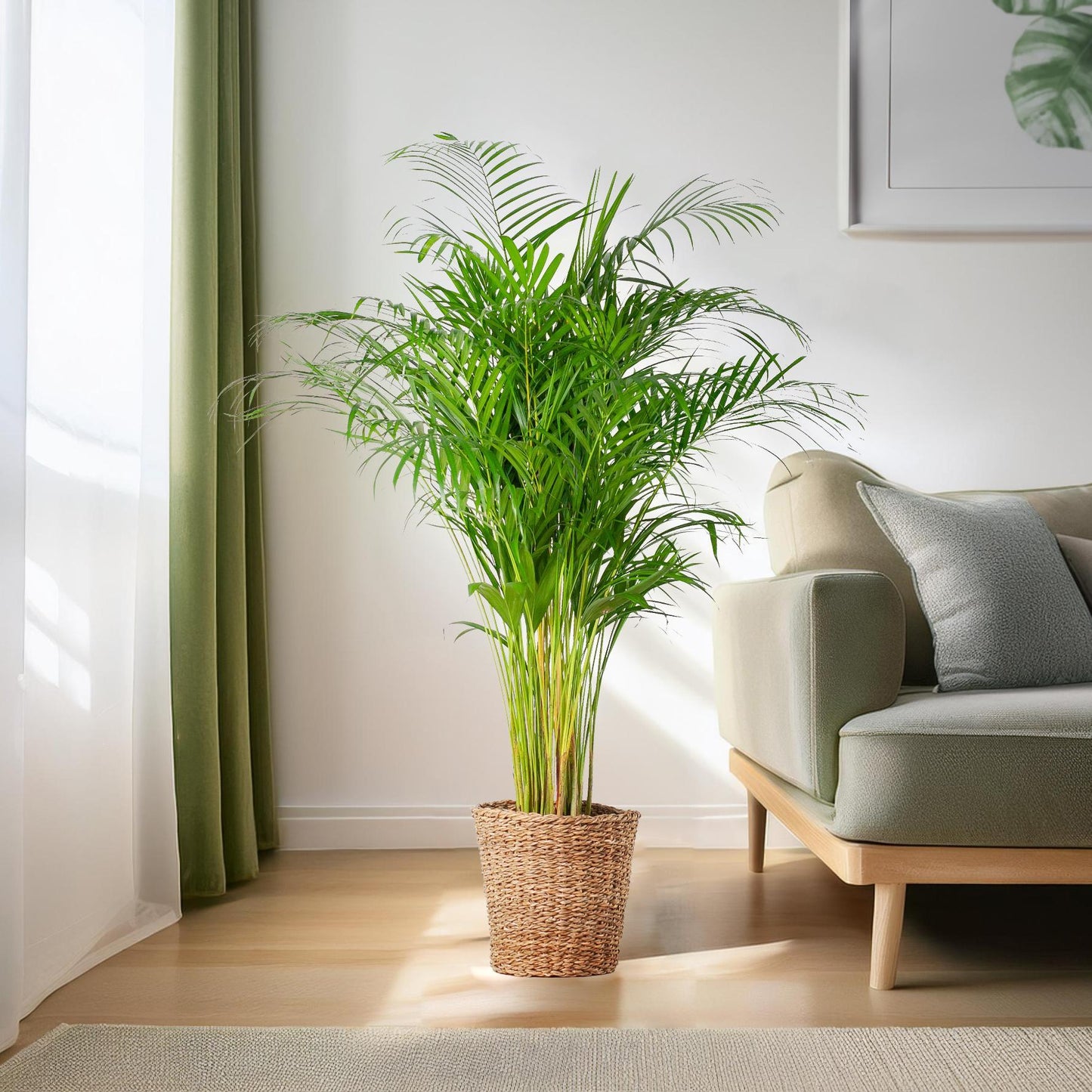 Areca Palme im Korb Torun – Dypsis Lutescens – Zimmerpflanze groß – 120 cm – Ø24 – Goldene Palme