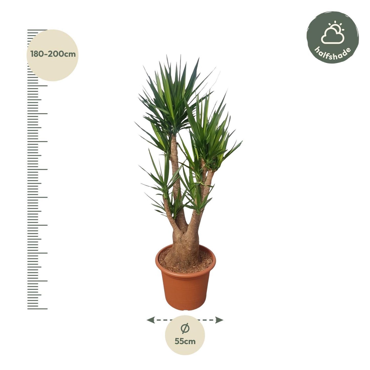 Yucca Elephantipes verzweigt – 190 cm Ø55 – Palmen – Spanisches Bajonett – Yucca Palme – XXL Zimmerpflanze