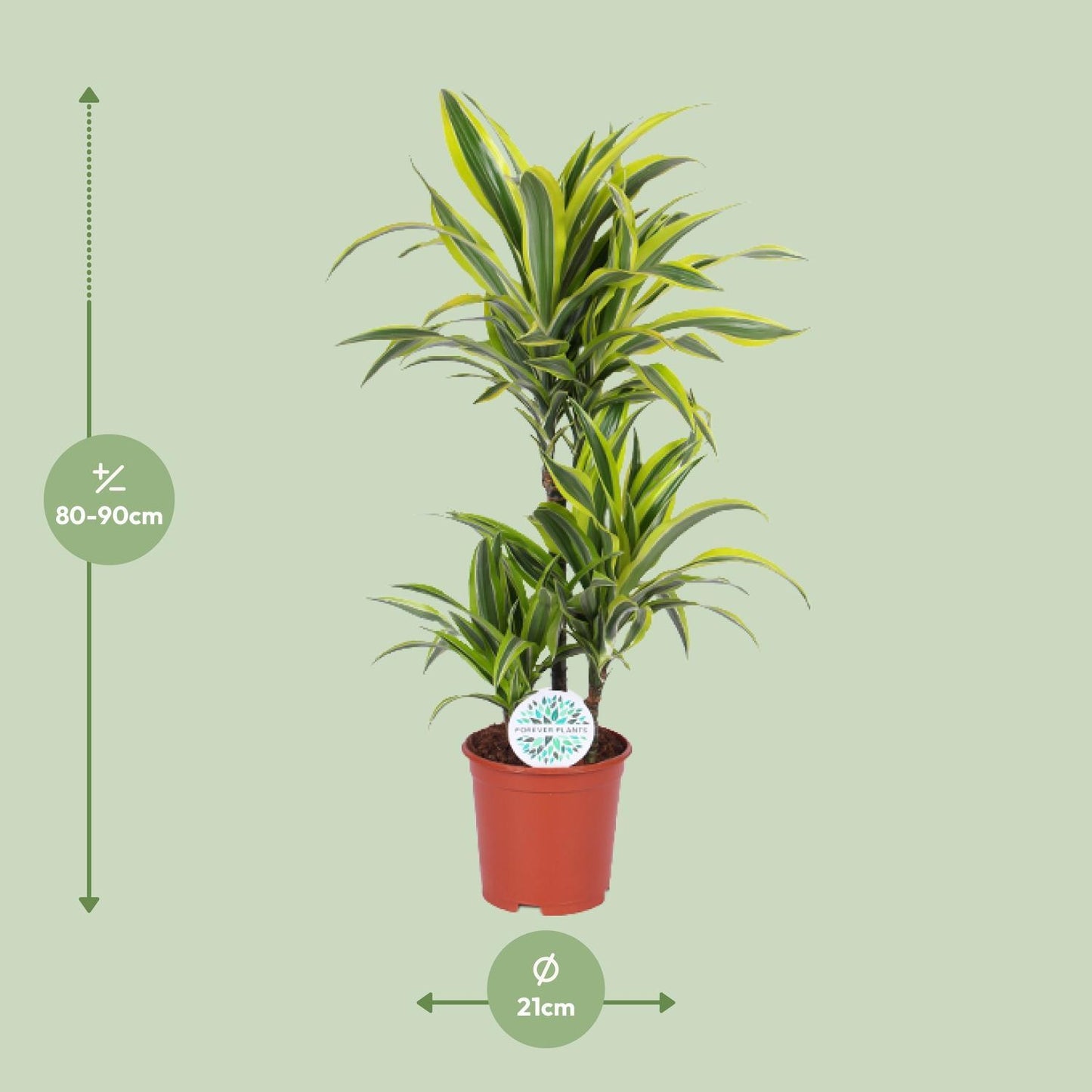 Dracaena Lemon Lime – Tropische Eleganz für Ihr Zuhause – Ø21cm Topf, 90cm Höhe - grüne-wurzel