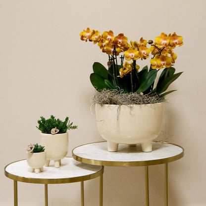 Kolibri Orchideen - Phalaenopsis Orchidee - Gelbe Blüten - 12cm Topf - Zimmerpflanze mit Bewässerungsreservoir - Mottenorchidee - Schmetterlingsorchidee mit Topf Orchidaceae - grüne-wurzel