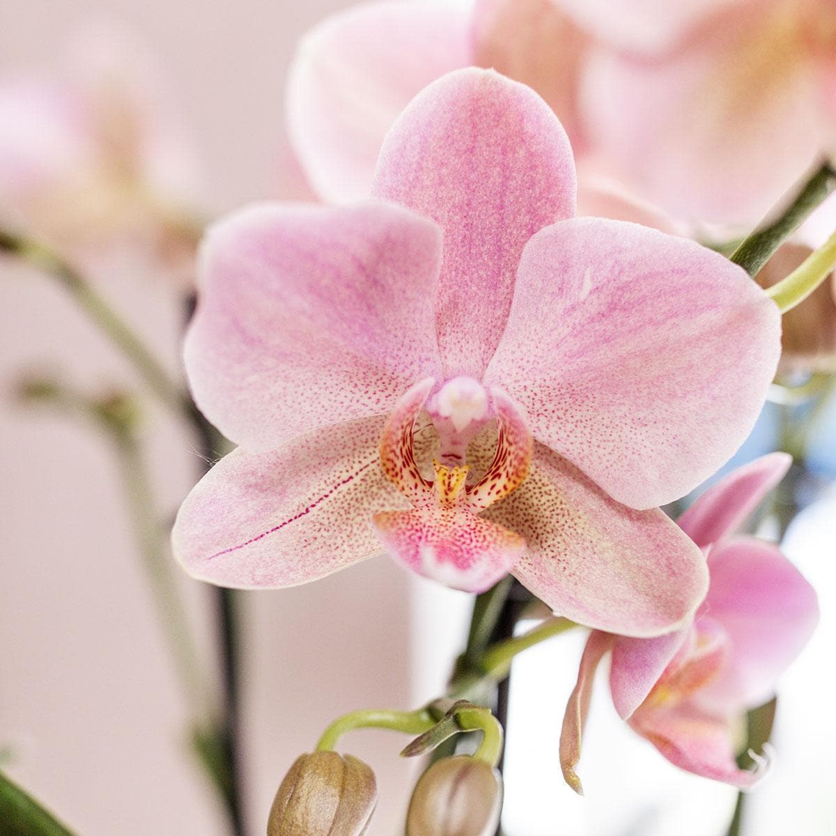 Kolibri Orchideen | Rosa Phalaenopsis Orchidee - Orchidaceae Schmetterlingsorchideen in weißem Face to Face Ziertopf - Ø12 cm - grüne-wurzel