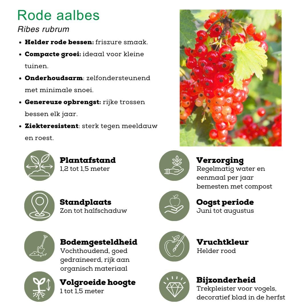 4x Bio Obstpflanzen Set Fruchtparadies - Himbeere, Blaubeere Heidelbeere, Brombeere, Rote Johannisbeere - Ø13 cm - Gartenpflanze - grüne-wurzel