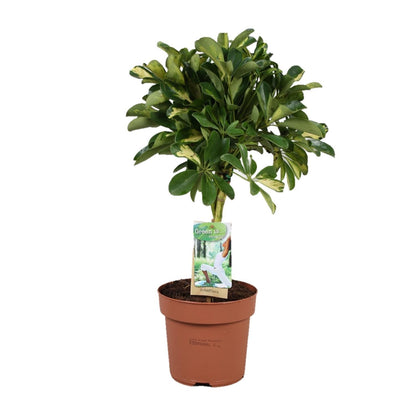 Schefflera Gold Capella - Schefflera arboricola - Zimmerpflanze - Ø17cm - Höhe 60cm - grüne-wurzel