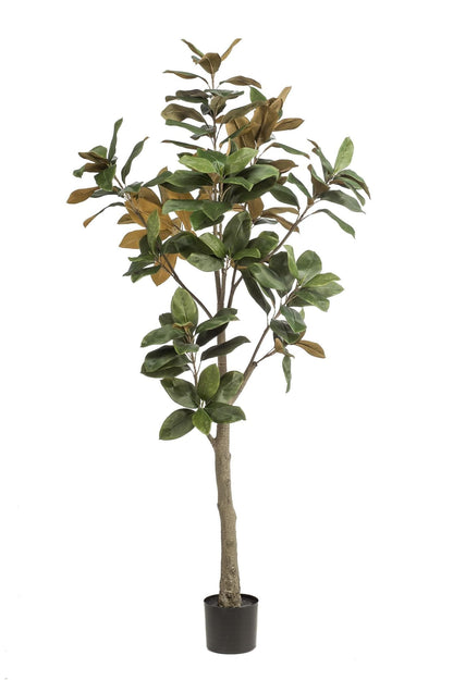 Kunstpflanze Magnolia Grandiflora - 180 cm - Zimmerpflanze - künstliche Pflanzen wie echt - grüne-wurzel