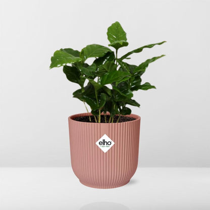 Coffea Arabica in ELHO Vibes Fold 14cm roze - grüne-wurzel