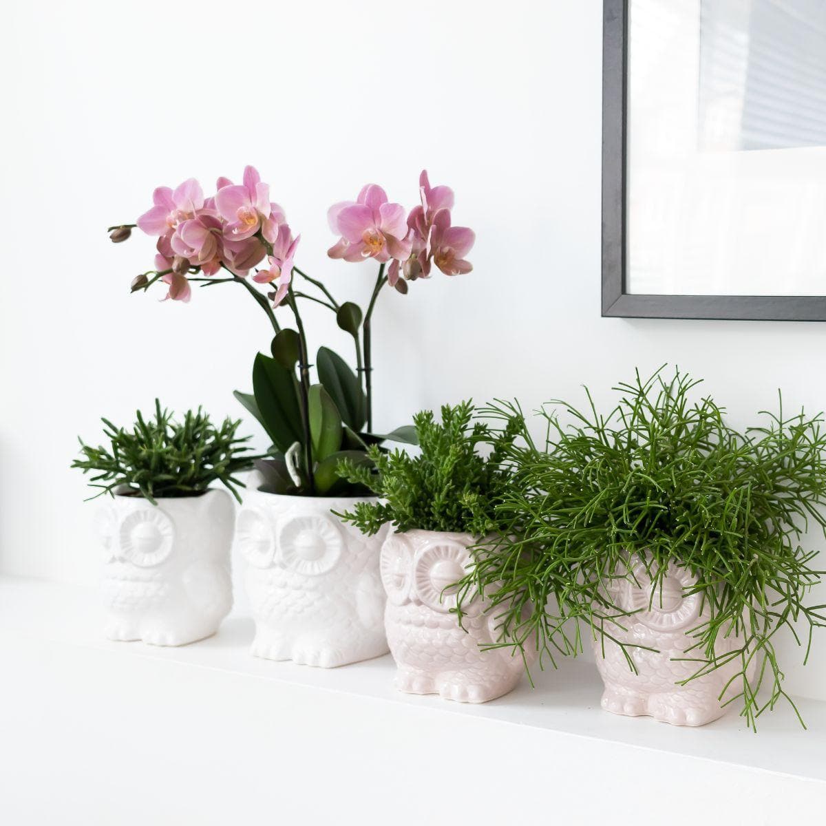 Kolibri Orchids | Orchideen Pflanzenset Eule Ziertopf weiß | Orchidaceae Phalaenopsis Orchidee Treviso & Rhipsalis Ø9cm | blühende Zimmerpflanze mit Keramik Ziertöpfen Cactaceae Korallenkaktus - grüne-wurzel