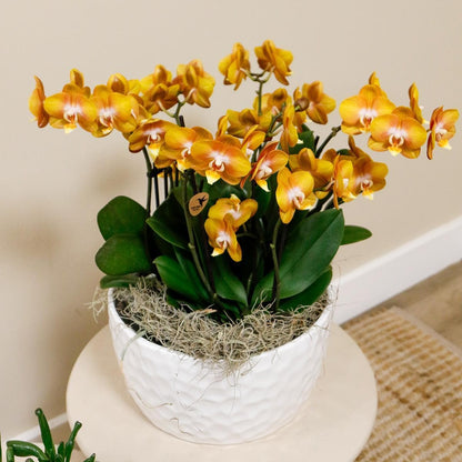 Kolibri Orchids | Orange Phalaenopsis Orchideen - Las Vegas in Keramik Honigschale - Topfgröße Ø12cm | Blühende Zimmerpflanze - Frisch vom Züchter Schmetterlingsorchidee - grüne-wurzel