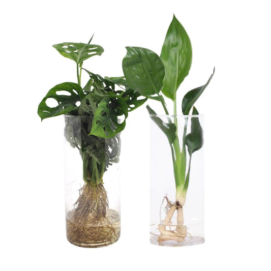 Monstera und Strelitzia im Zylinderglas Duo Ø12cm 25-40cm Zimmerpflanze - grüne-wurzel