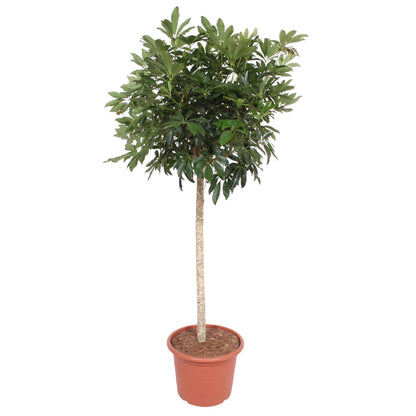 Schefflera Arboricola Compacta Baum – 190 cm ø45 – Zimmerpflanze groß – Zwergschirmbaum – Große Zimmerpflanze