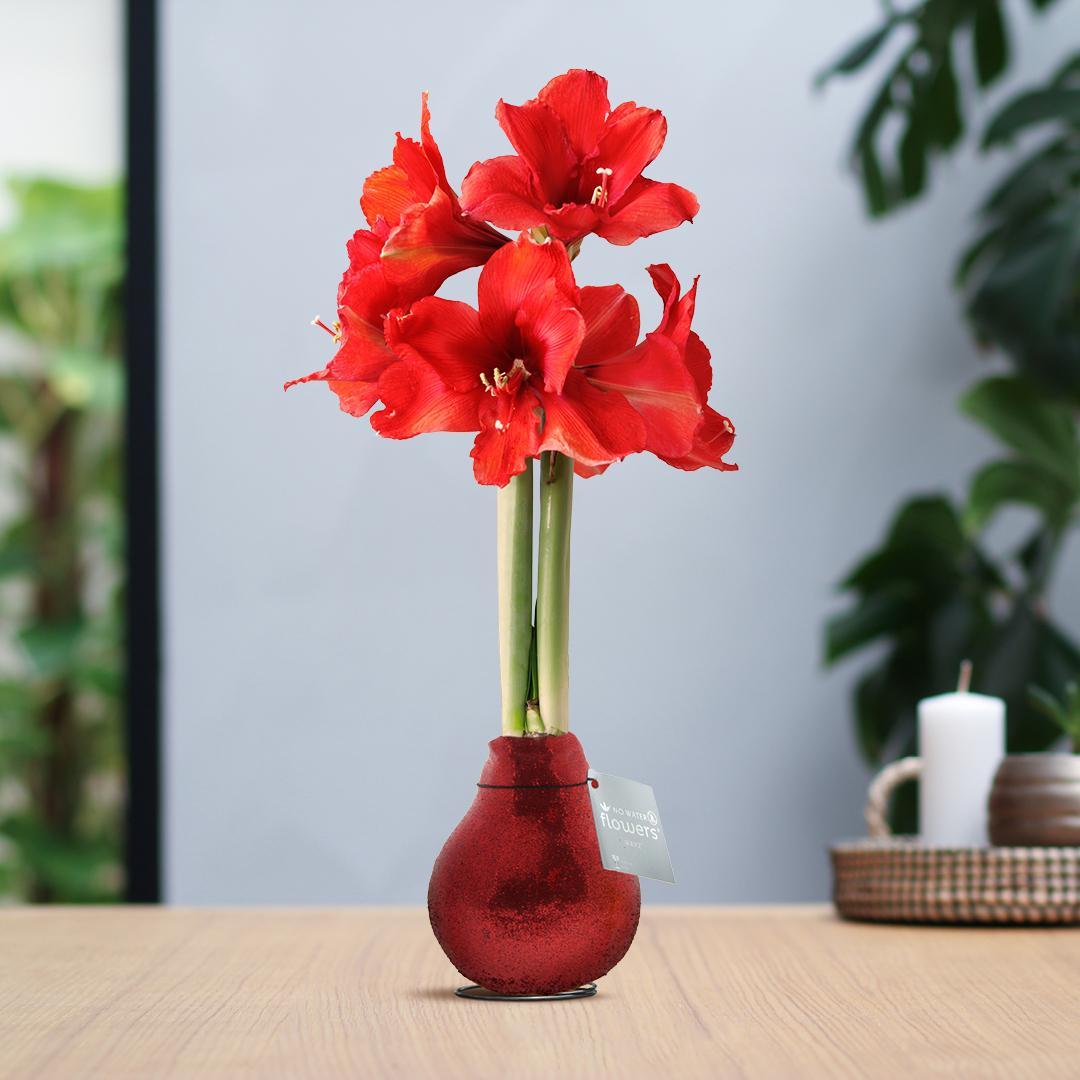 Amaryllis No Water rote Blumen in Weihnachts Glitzer Design - Pflegeleichte Zimmerpflanze in 7 Farben Weihnachten Stil