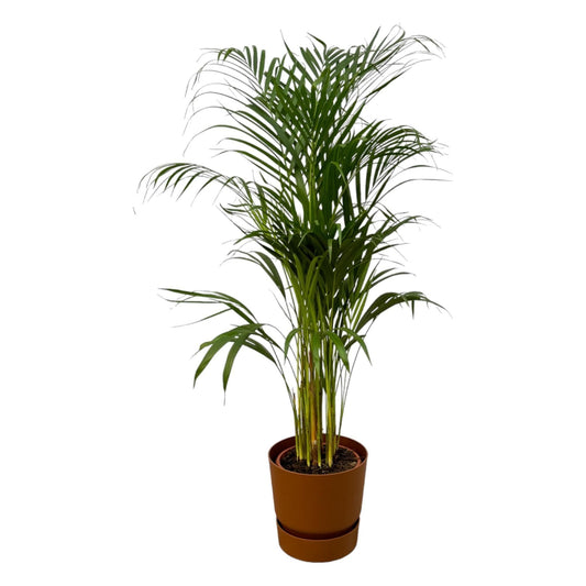 Areca Palme im Elho Greenville Topf - Natur trifft Moderne | Höhe 110cm, Ø 21cm - grüne-wurzel