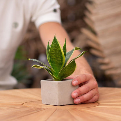 Sansevieria Bogenhanf "Good Luck" - Pflegeleichte Zimmerpflanze im Congreetz® Plantpot - Grünes Glücksbringer-Geschenk