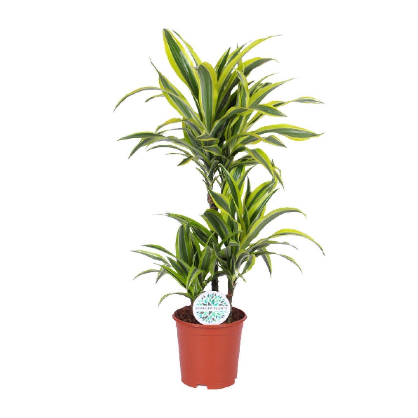 Dracaena Lemon Lime – Tropische Eleganz für Ihr Zuhause – Ø21cm Topf, 90cm Höhe - grüne-wurzel