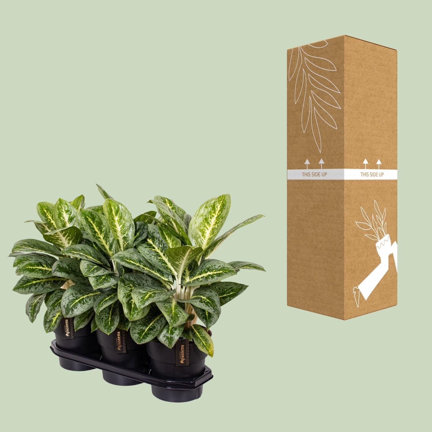 Aglaonema Lemon Mint - Zimmerpflanze - Ø19cm - Höhe 50cm - Chinesischer Bogenhanf - grüne-wurzel