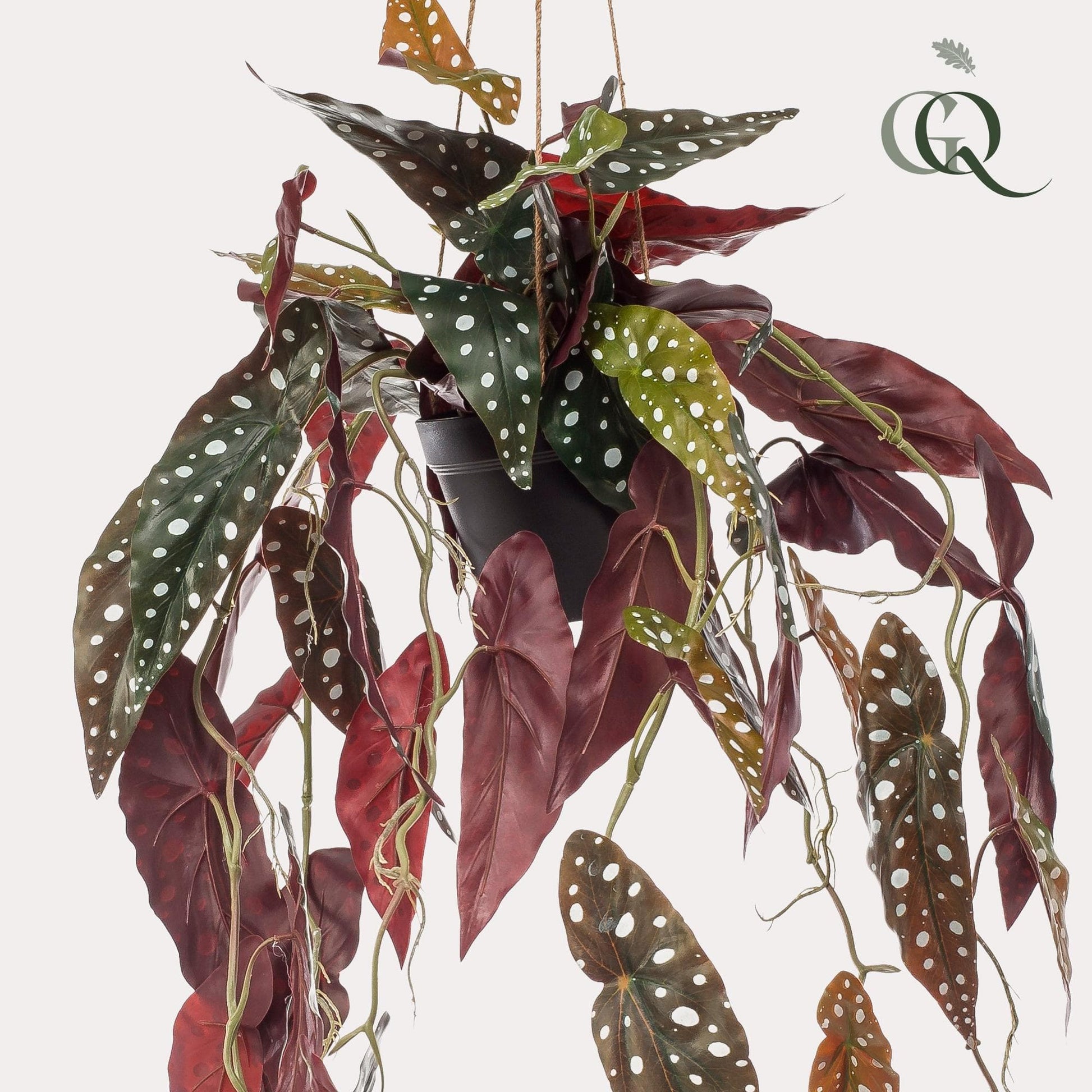 Kunstpflanze Begonia Maculata - Forellenbegonie - 80 cm - Zimmerpflanze - künstliche Pflanzen wie echt - grüne-wurzel