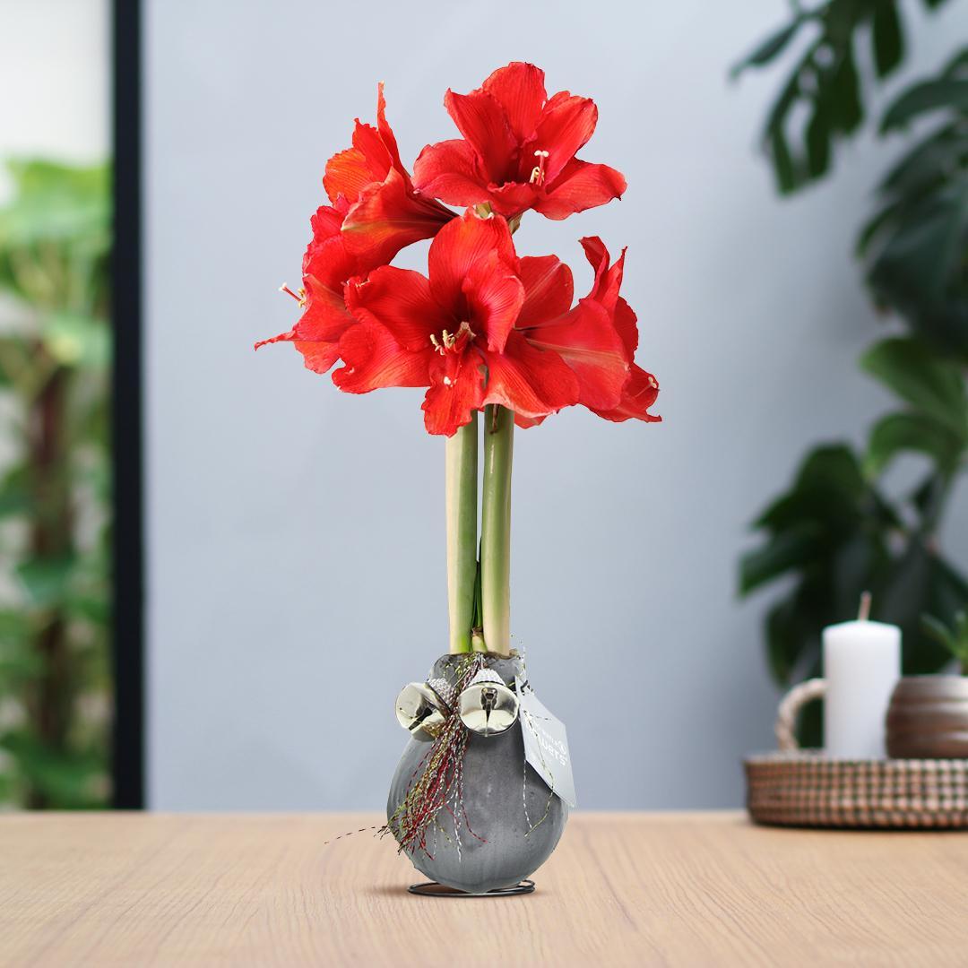 Amaryllis rote No Water Blume Weihnachtsgeschenk - Glocken Design Pflegeleichte Zimmerpflanze 3 Farben Blühend - Silber Gold Bordeaux - Weihnachten Weihnachtsdekoration