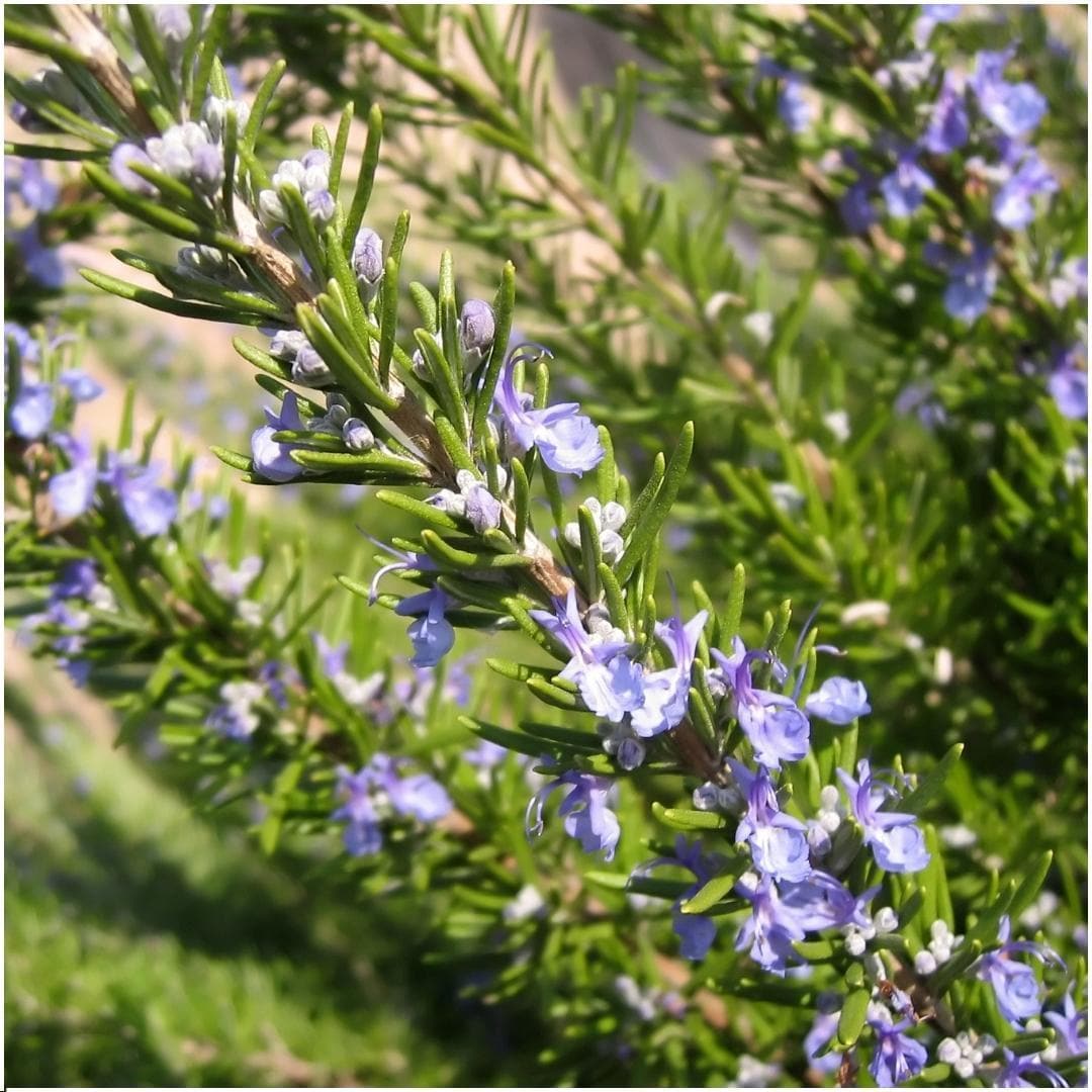 6 Rosmarin Pflanzen | 6er Set im Deko Topf | 6 x Ø7 cm | Rosmarinus officinalis - Old Look - grüne-wurzel