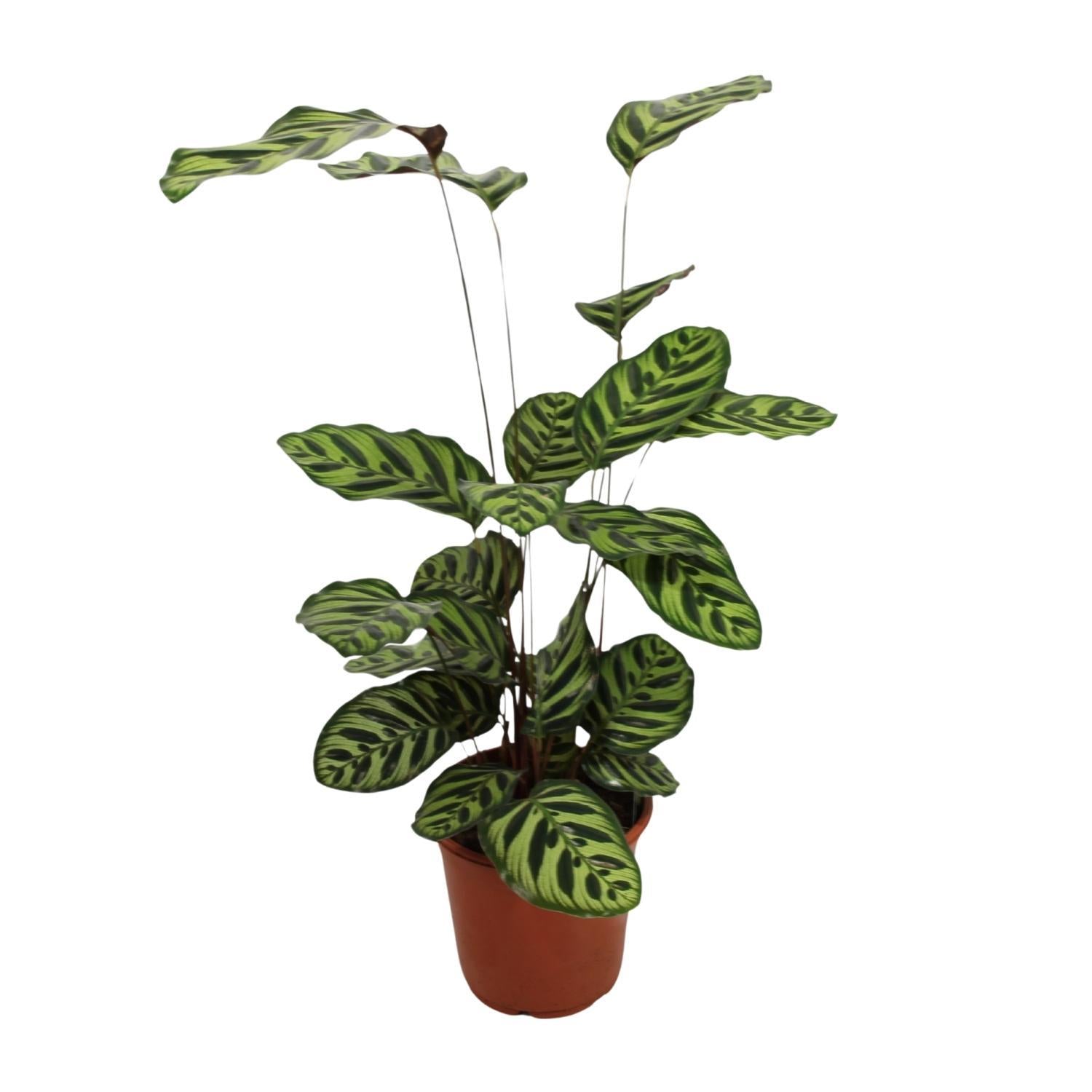 Calathea Makoyana - Ø21cm - Höhe 55cm - Zimmerpflanze - Pfauenpflanze - grüne-wurzel