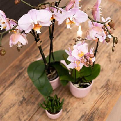 Kolibri Orchids | Rosa Phalaenopsis Schmetterlingsorchidee - Mineral Kikion | Orchidaceae | blühende Zimmerpflanze im Topf Ø12cm - frisch vom Züchter - grüne-wurzel