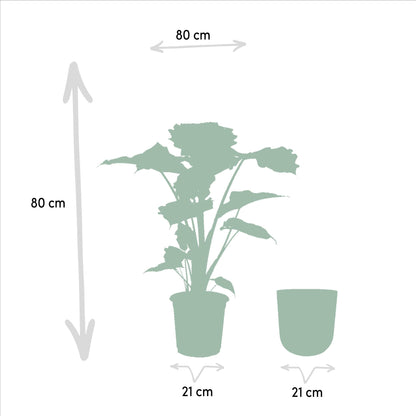 Alocasia Portodora - Ø21cm - ↕80cm + Topf Mayk Lead - grüne-wurzel