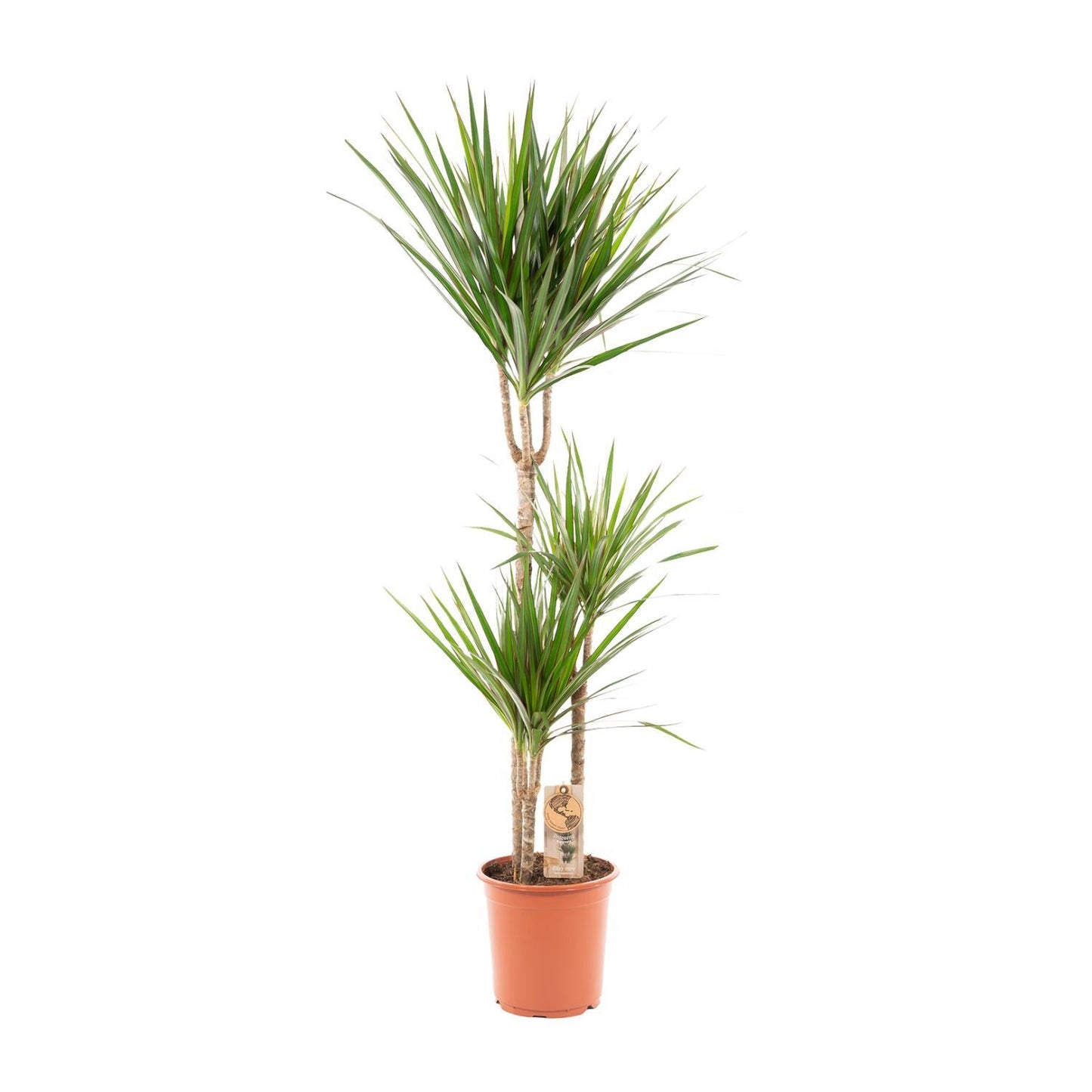 Dracaena Marginata – 120 cm Ø21 cm – Zimmerpflanze – XXL Zimmerpflanzen – Drachenbaum