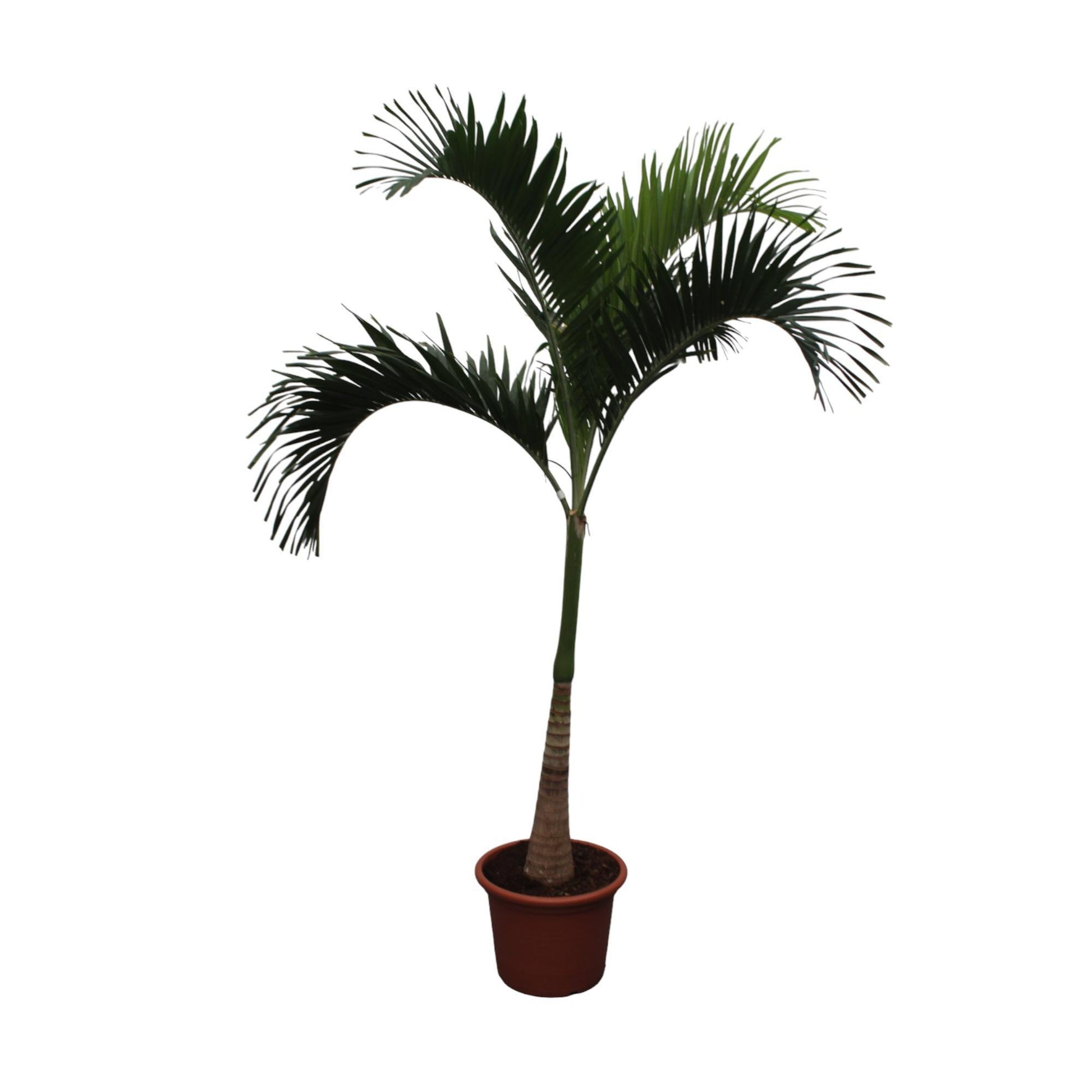 Veitchia Merrillii – 250 cm – Immergrüne Palme – Zimmerpflanze – Ø50 cm – Tropische Palme