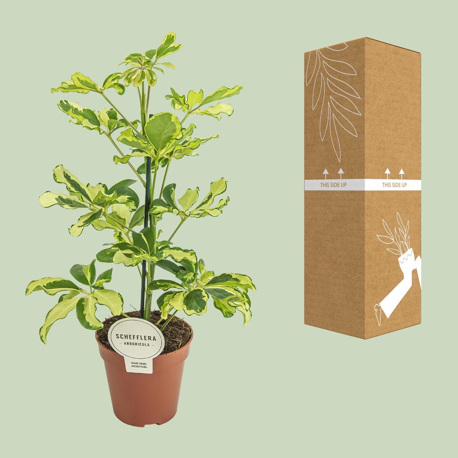 Schefflera Charlotte - Ø13cm - Höhe 45cm - Zimmerpflanze - Schirmtanne - grüne-wurzel