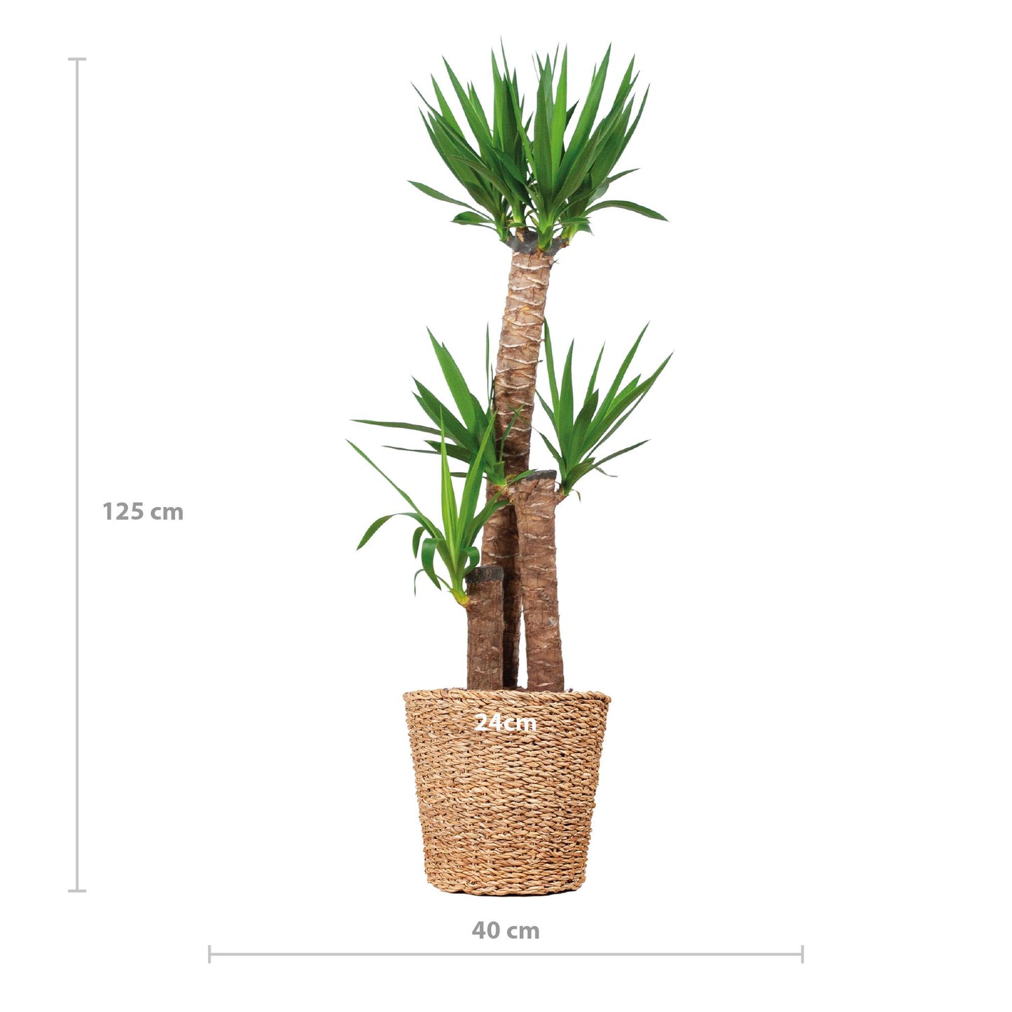 XL Yucca Palme mit Korb Torun – Yucca elephantipes – Zimmerpflanze groß – 125 cm – Ø24 – Exotische Palmen