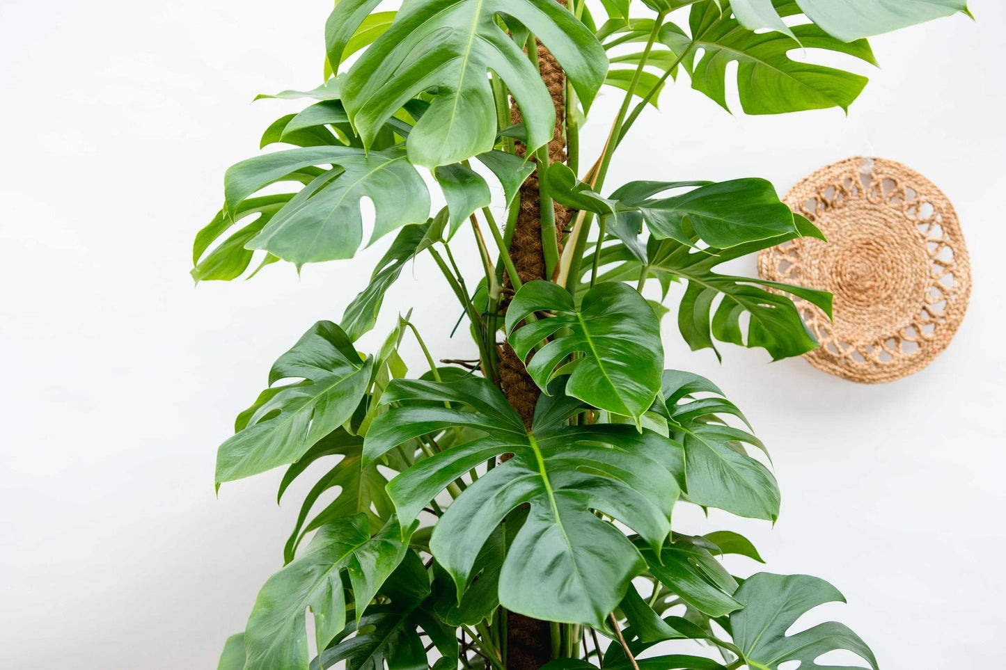 Monstera Deliciosa XXL - Zimmerpflanze - Höhe: 225 cm - Durchmesser: 40 cm - grüne-wurzel