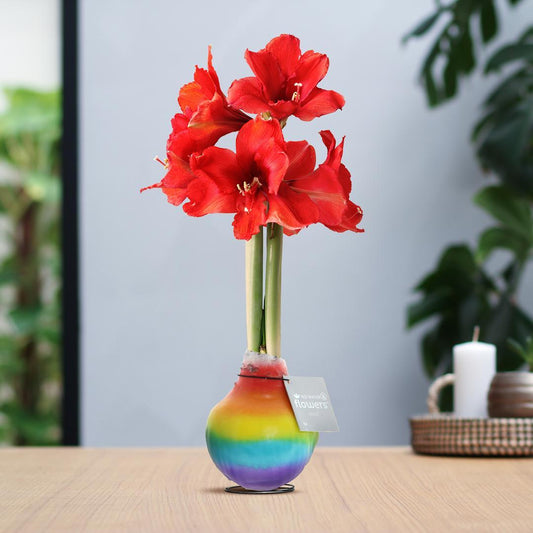 Amaryllis No Water rote Blume mit Regenbogen Topf Design - Pflegeleichte Blühende Zimmerpflanze Bunt Rainbow Design Flower