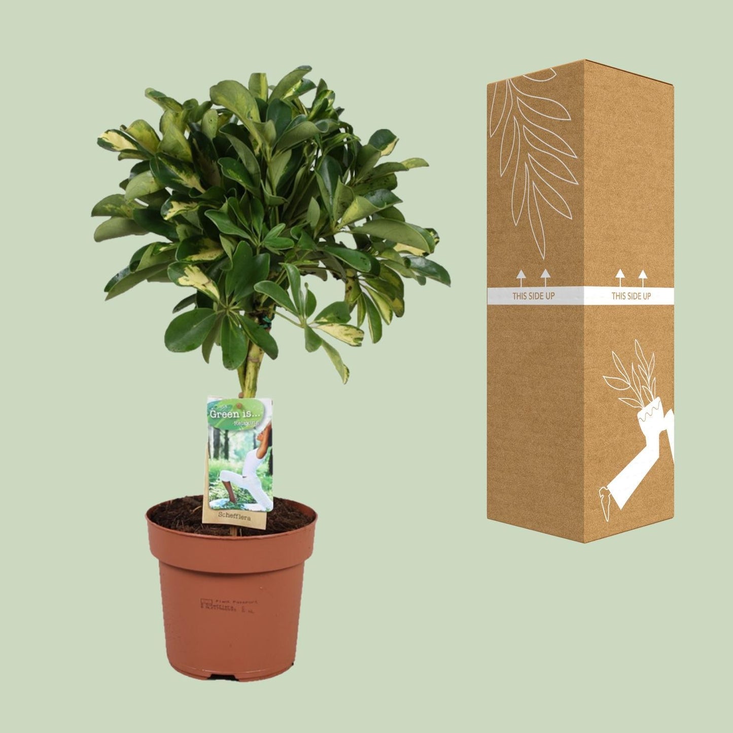 Schefflera Gold Capella - Schefflera arboricola - Zimmerpflanze - Ø17cm - Höhe 60cm - grüne-wurzel