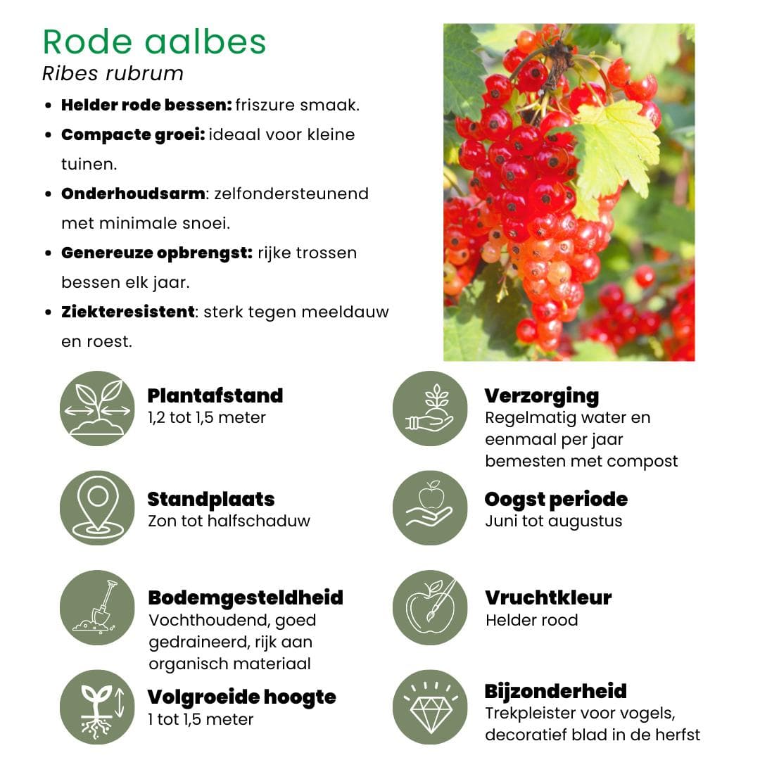 Fruchtoase  BIO Obstpflanzen Set - 5 Sorten - SKAL-zertifiziert Beeren Früchte Set Rubus idaeus Himbeere 1x Ribes rubrum Rote Johannisbeere 1x Vaccinium corymbosum Blaubeere / Heidelbeere 1x Vitis vinifera Blaue Weintraube 1x Rubus fruticosus Brombeere - grüne-wurzel