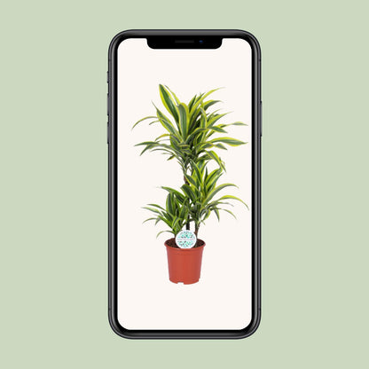 Dracaena Lemon Lime – Tropische Eleganz für Ihr Zuhause – Ø21cm Topf, 90cm Höhe - grüne-wurzel