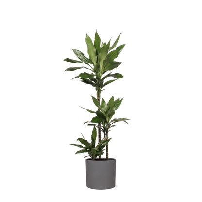 Dracaena Janet Lind mit Topf oder Korb in verschiedenen Farben- Dracaena deremensis - Zimmerpflanze - Ø24cm - ↕120cm - Drachenbaum