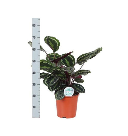 Calathea Medaillon mit Topf - Zimmerpflanze - Ø21cm, ↕70cm - grüne-wurzel