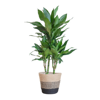 Dracaena Janet Lind mit Topf oder Korb  – 95cm Ø21 – Drachenbaum – Zimmerpflanze groß