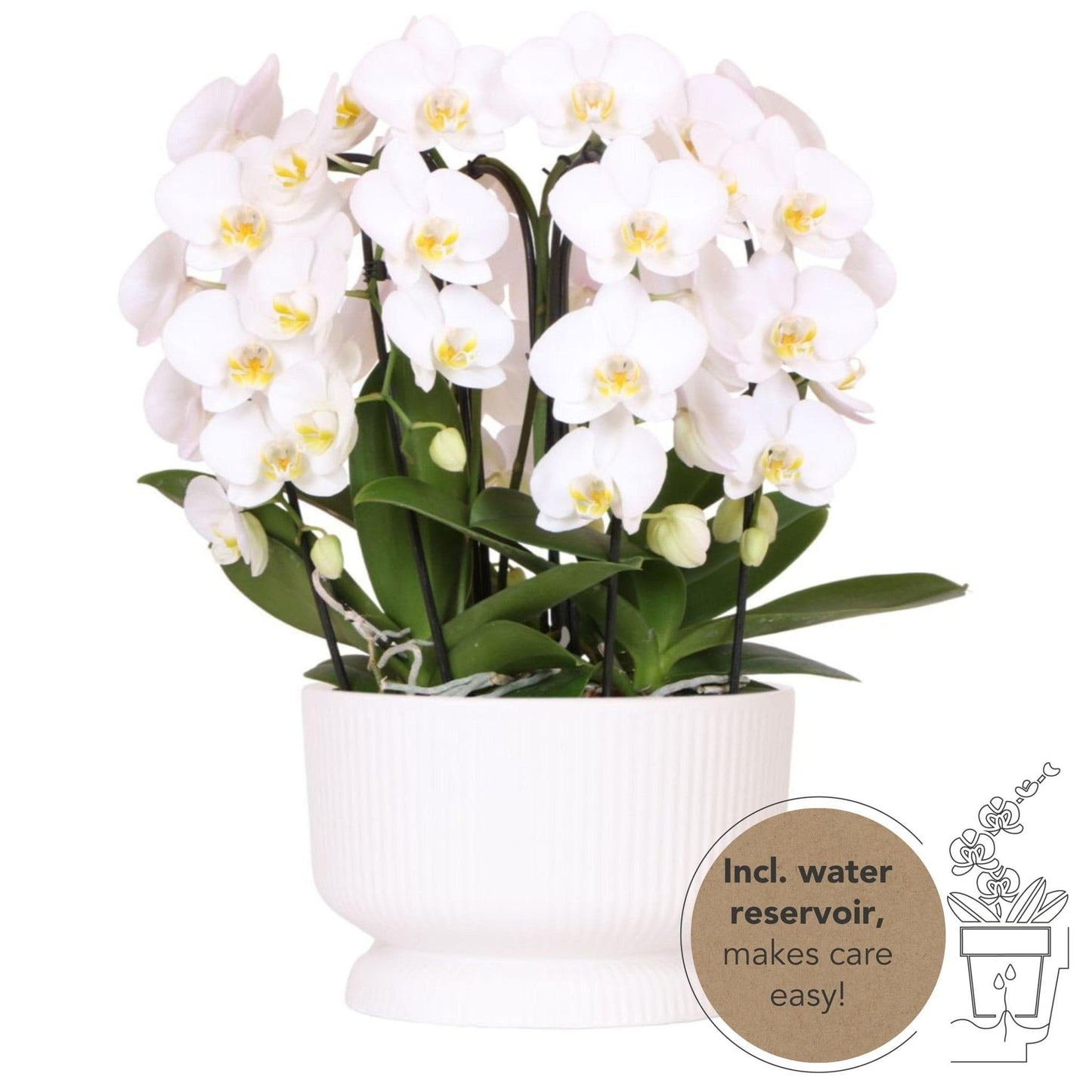 Kolibri Orchideen - Phalaenopsis Orchidee - Weiße Blüten - 12cm Topf - Zimmerpflanze mit Bewässerungsreservoir - Mottenorchidee - Schmetterlingsorchidee - grüne-wurzel