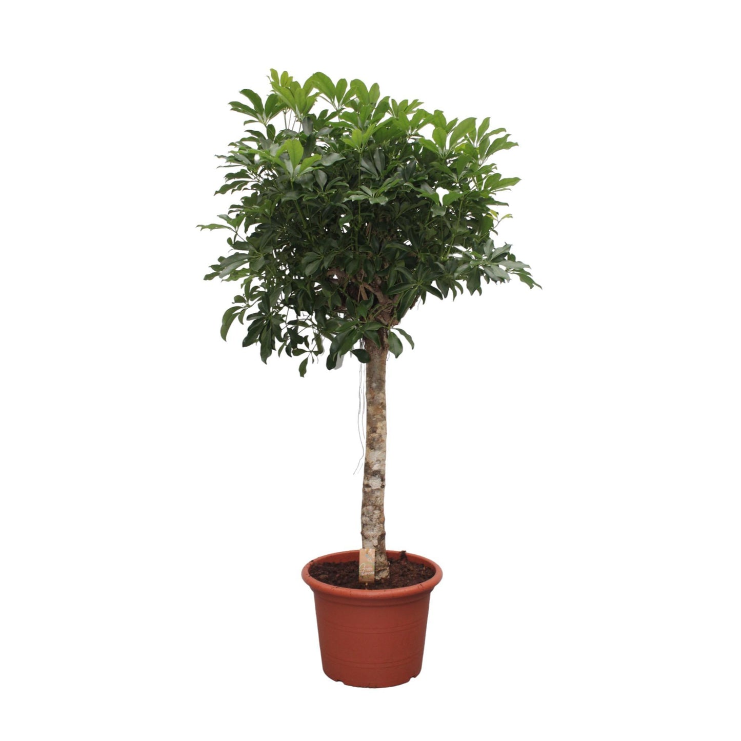 Schefflera Arboricola Compacta Baum – 190 cm ø45 – Zimmerpflanze – XXL Zimmerpflanzen – Strahlenaralie45