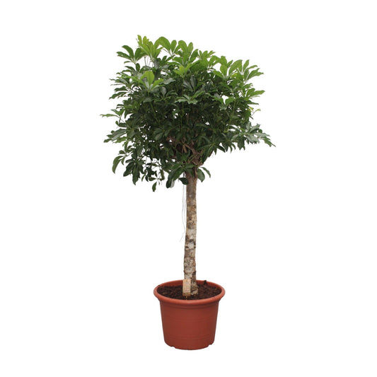 Schefflera Arboricola Compacta Baum – 190 cm ø45 – Zimmerpflanze – XXL Zimmerpflanzen – Strahlenaralie45